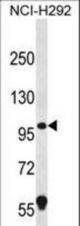 PION Antibody western blot of NCI-H292 cell line lysates (35 ug/lane). The PION antibody detected the PION protein (arrow).