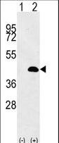 Western blot of LUC7L (arrow) using rabbit polyclonal LUC7L Antibody. 293 cell lysates (2 ug/lane) either nontransfected (Lane 1) or transiently transfected (Lane 2) with the LUC7L gene.