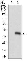 Western blot using GSC monoclonal antibody against HEK293 (1) and GSC (AA: 191-257)-hIgGFc transfected HEK293 (2) cell lysate.