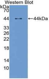 Western blot of recombinant Lumican.