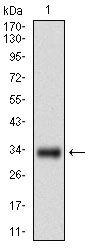 Western blot using GSC monoclonal antibody against human GSC recombinant protein. (Expected MW is 33.5 kDa)