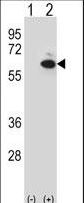 Western blot of GOPC (arrow) using rabbit polyclonal GOPC Antibody. 293 cell lysates (2 ug/lane) either nontransfected (Lane 1) or transiently transfected (Lane 2) with the GOPC gene.