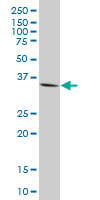 GSC monoclonal antibody (M17), clone 2C1. Western blot of GSC expression in human kidney.