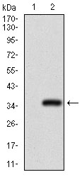 Western blot using GSC monoclonal antibody against HEK293 (1) and GSC (AA: 191-257)-hIgGFc transfected HEK293 (2) cell lysate.