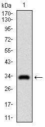 Western blot using GSC monoclonal antibody against human GSC recombinant protein. (Expected MW is 33.5 kDa)