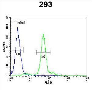 LOX Antibody flow cytometry of 293 cells (right histogram) compared to a negative control cell (left histogram). FITC-conjugated goat-anti-rabbit secondary antibodies were used for the analysis.