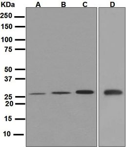 Western blot analysis on (A) human brain, (B) HT-29, (C) MCF-7, and (D) HepG2 lysates using anti-Goosecoid antibody.