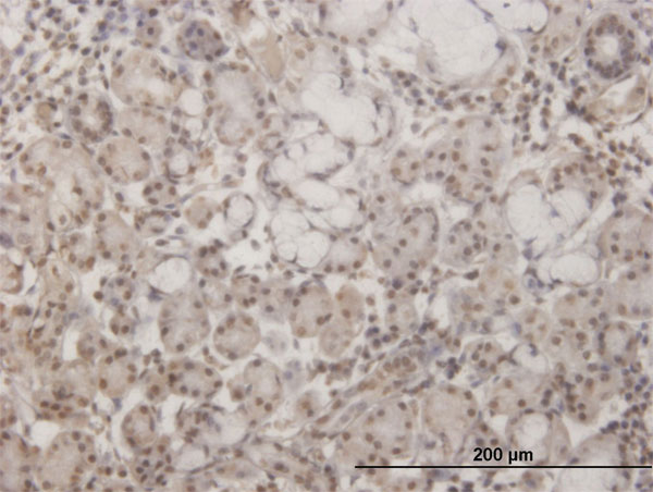 Immunoperoxidase of monoclonal antibody to GSC on formalin-fixed paraffin-embedded human salivary gland. [antibody concentration 3 ug/ml]