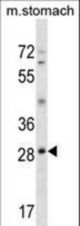 GSC Antibody western blot of mouse stomach tissue lysates (35 ug/lane). The GSC antibody detected the GSC protein (arrow).