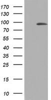 HEK293T cells were transfected with the pCMV6-ENTRY control (Left lane) or pCMV6-ENTRY C3orf15 (Right lane) cDNA for 48 hrs and lysed. Equivalent amounts of cell lysates (5 ug per lane) were separated by SDS-PAGE and immunoblotted with anti-C3orf15.