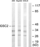 Western blot of extracts from 293/HepG2/COLO205 cells, using GSC2 Antibody. The lane on the right is treated with the synthesized peptide.