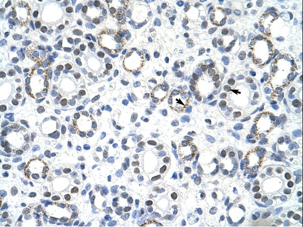 GSC2 / GSCL antibody LS-C30604 was used in IHC to stain formalin-fixed, paraffin-embedded human kidney.
