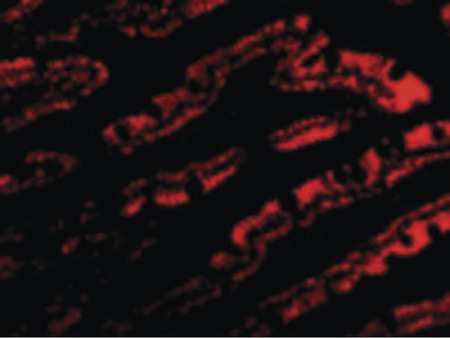 Immunofluorescence of PIST in Rat Colon cells with PIST antibody at 10 ug/ml.