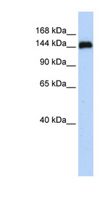 KIAA0182 antibody LS-C102586 Western blot of 721_B cell lysate.