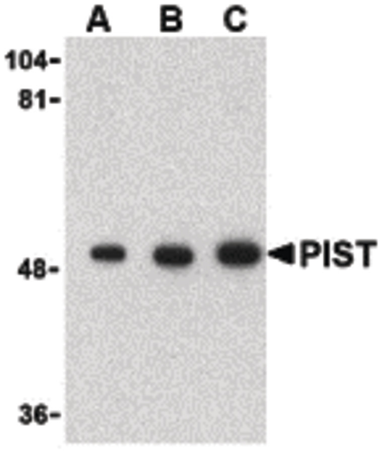 Western blot of PIST in rat colon cell lysate with PIST antibody at (A) 1, (B) 2 and (C) 4 ug/ml.