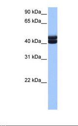 Fetal liver cell lysate. Antibody concentration: 1.0 ug/ml. Gel concentration: 12%.