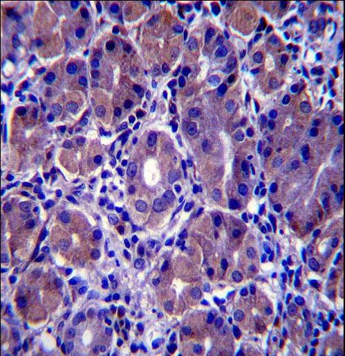 GSG1L Antibody immunohistochemistry of formalin-fixed and paraffin-embedded human stomach tissue followed by peroxidase-conjugated secondary antibody and DAB staining.