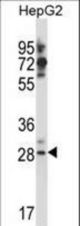 GSG1L Antibody western blot of HepG2 cell line lysates (35 ug/lane). The GSG1L antibody detected the GSG1L protein (arrow).