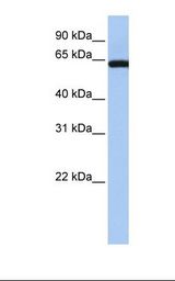 Fetal brain lysate. Antibody concentration: 1.0 ug/ml. Gel concentration: 12%.