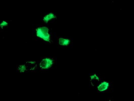 Anti-LGALS3BP mouse monoclonal antibody immunofluorescent staining of COS7 cells transiently transfected by pCMV6-ENTRY LGALS3BP.