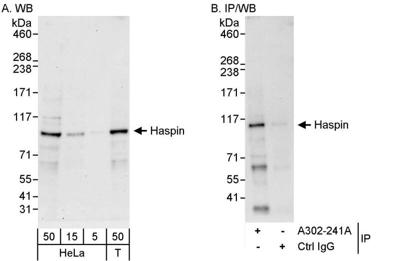 Detection of Human Haspin by Western Blot and Immunoprecipitation. Samples: Whole cell lysate from HeLa (5, 15 and 50 ug for WB; 1 mg for IP, 20% of IP loaded) and 293T (T; 50 ug) cells. Antibodies: Affinity purified rabbit anti-Haspin antibody used for WB at 0.04 ug/ml (A) and 1 ug/ml (B) and used for IP at 10 ug/mg lysate. Detection: Chemiluminescence with exposure times of 30 seconds (A) and 10 seconds (B).