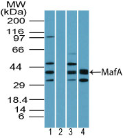 Western blot of MafA in human liver lysate in the 1) absence and 2) presence of immunizing peptide, 3) mouse liver lysate and 4) rat liver lysate using LS-C148555 at 0.25 ug/ml. Goat anti-rabbit Ig HRP secondary antibody, and PicoTect ECL substrate solution, were used for this test.