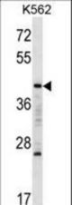 MAFA Antibody western blot of K562 cell line lysates (35 ug/lane). The MAFA antibody detected the MAFA protein (arrow).
