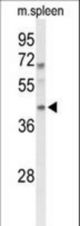 Western blot of MAFA Antibody in mouse spleen tissue lysates (35 ug/lane). MAFA (arrow) was detected using the purified antibody.