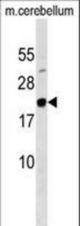 MAFG Antibody western blot of mouse cerebellum tissue lysates (35 ug/lane). The MAFG antibody detected the MAFG protein (arrow).