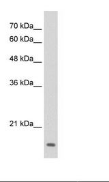 HepG2 Cell Lysate