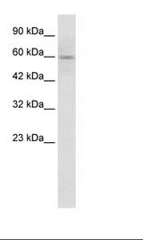 HepG2 Cell Lysate