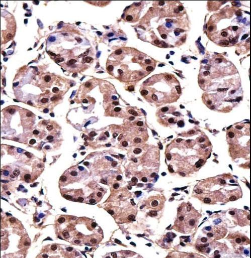 MAGOH Antibody immunohistochemistry of formalin-fixed and paraffin-embedded human stomach tissue followed by peroxidase-conjugated secondary antibody and DAB staining.