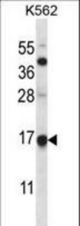 MAGOH Antibody western blot of K562 cell line lysates (35 ug/lane). The MAGOH antibody detected the MAGOH protein (arrow).