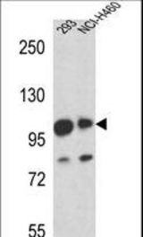 MAML1 Antibody western blot of 293,NCI-H460 cell line lysates (35 ug/lane). The MAML1 antibody detected the MAML1 protein (arrow).