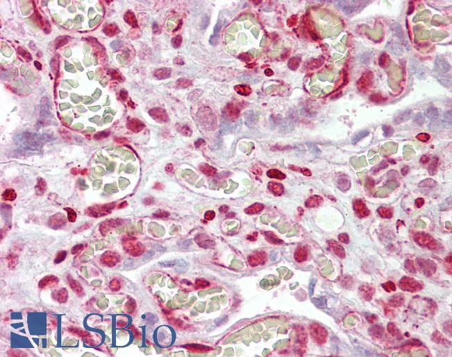 Anti-MAML1 antibody IHC of human placenta. Immunohistochemistry of formalin-fixed, paraffin-embedded tissue after heat-induced antigen retrieval. Antibody LS-B6462 concentration 2.5 ug/ml.