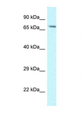 MAN1A1 antibody LS-C145695 Western blot of Mouse Liver lysate. Antibody concentration 1 ug/ml.