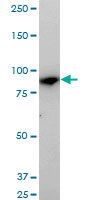 MAN1B1 monoclonal antibody (M01), clone 6B1. Western blot of MAN1B1 expression in LNCaP.