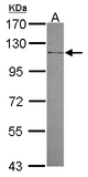 Sample (30 ug of whole cell lysate) A: A549 7.5% SDS PAGE MAN2B2 antibody diluted at 1:1000
