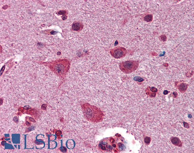Anti-GSK3B / GSK3 Beta antibody IHC of human brain, cortex. Immunohistochemistry of formalin-fixed, paraffin-embedded tissue after heat-induced antigen retrieval. Antibody LS-B5850 concentration 2.5 ug/ml.