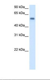 Fetal liver cell lysate. Antibody concentration: 1.0 ug/ml. Gel concentration: 12%.