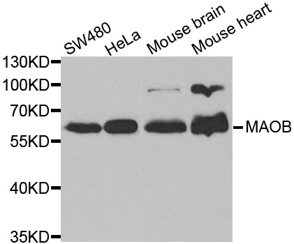 Western blot analysis of extracts of various cell lines, using MAOB antibody.