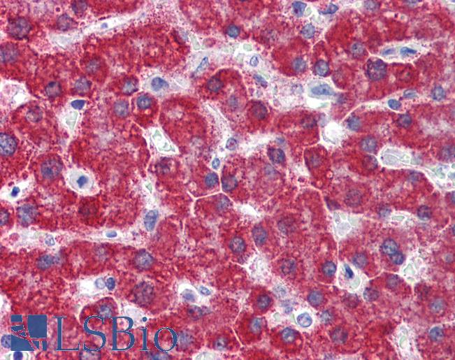 Anti-MAOB antibody IHC of human liver. Immunohistochemistry of formalin-fixed, paraffin-embedded tissue after heat-induced antigen retrieval. Antibody LS-B5773 concentration 5 ug/ml.