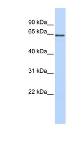 MAOB antibody LS-B5773 Western blot of Fetal Heart lysate.
