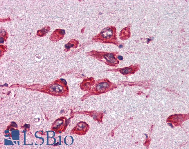 Anti-MAOB antibody IHC of human brain. cortex. Immunohistochemistry of formalin-fixed, paraffin-embedded tissue after heat-induced antigen retrieval. Antibody LS-B2871 concentration 5 ug/ml.