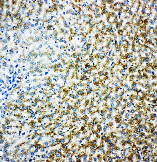 MAOB / Monoamine Oxidase B antibody. IHC(P): Rat Liver Tissue.
