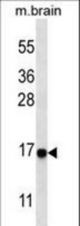 Western blot of anti-cleaved-LC3 (APG8a) antibody in mouse brain tissue lysate. Cleaved-LC3 (APG8a) was detected using the purified antibody.
