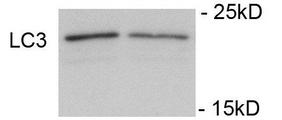 Immunoblots of SH-SY5Y cells treated with rapamycin for 1 h was probed. The data shows that treatment with rapamycin showed no significant change in level of LC3.