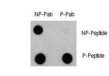 Dot blot of Phospho-LC3 (APG8a) - S12 Antibody and Nonphospho-LC3 (APG8a) Antibody on nitrocellulose membrane. 50ng of Phospho-peptide or Non Phospho-peptide per dot were adsorbed. Antibody working concentrations are 0.5ug per ml.