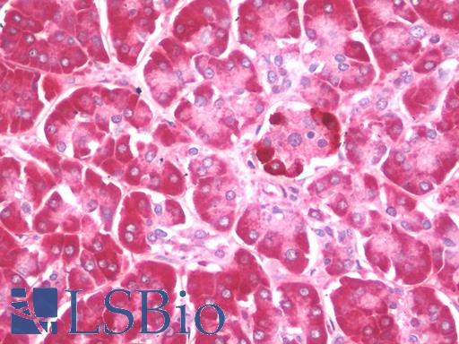 Anti-MAP1LC3B / LC3B antibody IHC staining of human pancreas. Immunohistochemistry of formalin-fixed, paraffin-embedded tissue after heat-induced antigen retrieval. Antibody LS-B10153 concentration 10 ug/ml.