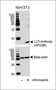 Western blot of lysates from NIH/3T3 cell line, untreated or treated with chloroquine, using LC3 Antibody (APG8B) (upper) or Beta-actin (lower).